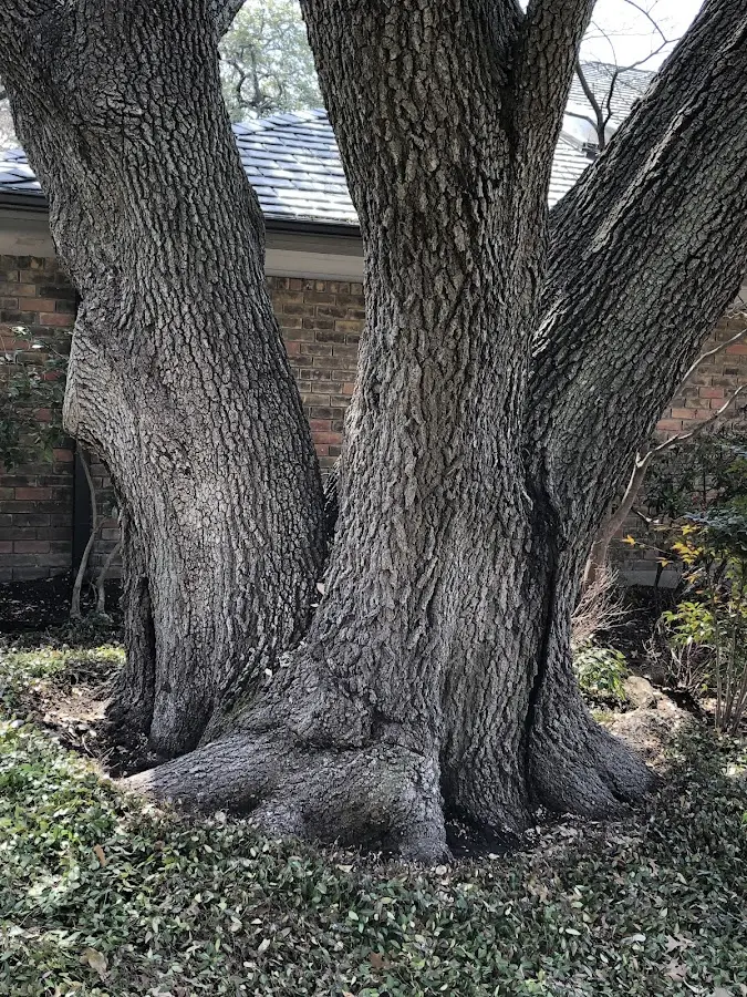 Mature heritage tree close to a Aquasco property cared for by certified arborists